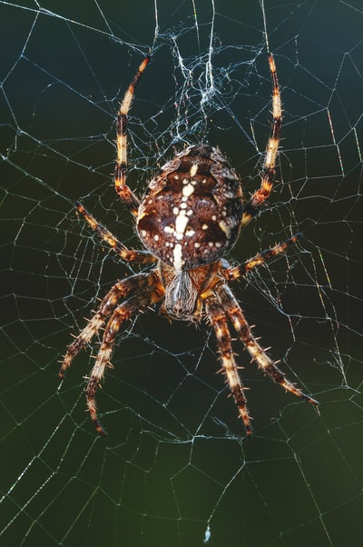 蜘蛛网上褐蜘蛛的特写照片